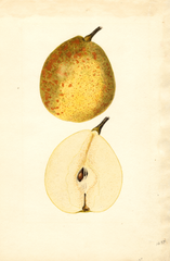 Pears, Dixie (1935)