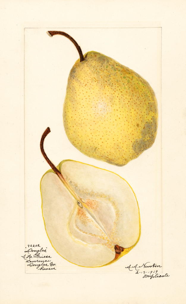 Pears, Douglas (1908)
