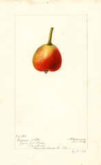 Pears, Doyenne Dete (1896)