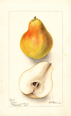 Pears, Dorsett (1899)