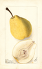 Pears, Doyenne Jamain (1900)