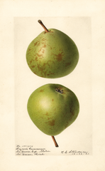 Pears, Doyenne Levavasseur (1921)