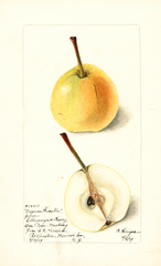 Pears, Doyenne Sieulle (1899)