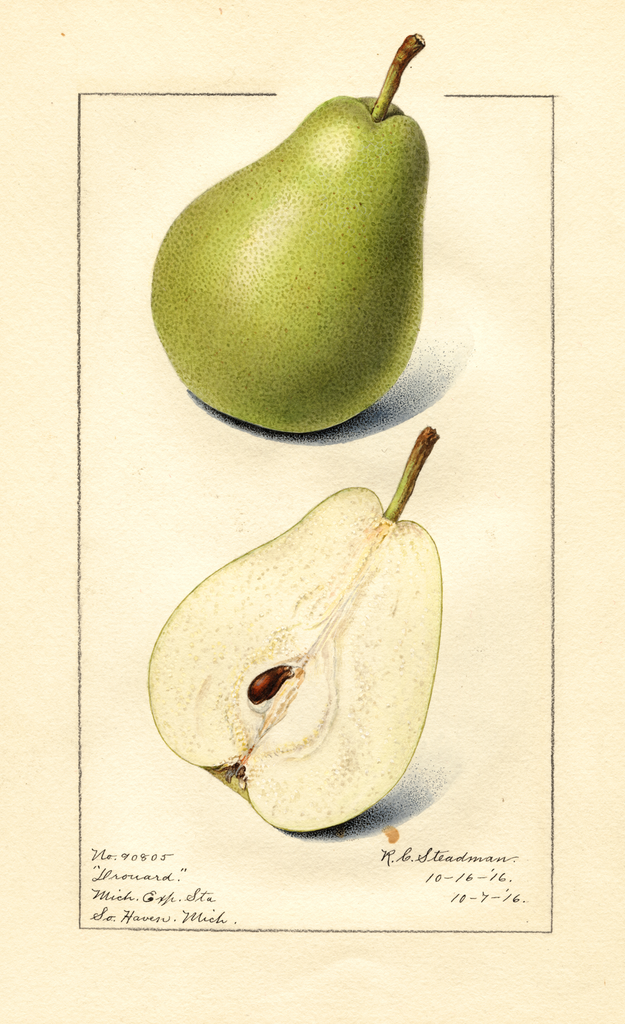Pears, Drouard (1916)