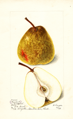 Pears, President Drouard (1899)