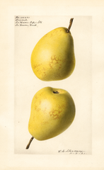 Pears, Druard (1921)