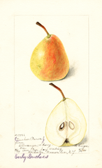 Pears, Duchess Precoce (1899)