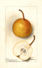 Pears, Duchess De Bourdeaux (1898)