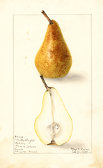 Pears, Dudley Houghton (1909)