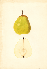 Pears, Early Bartlett (1936)