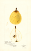 Pears, Eastern Belle (1897)