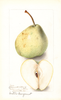 Pears, Easter Bergamot (1899)