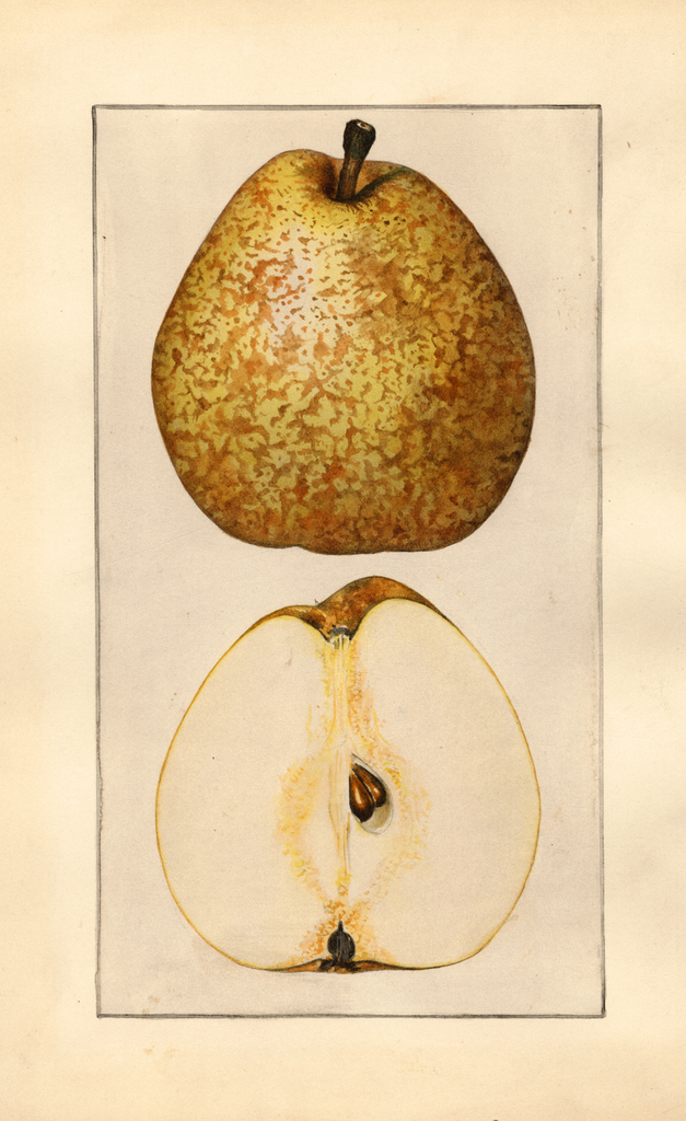 Pears, Easter Beurre