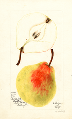 Pears, Erwin (1897)
