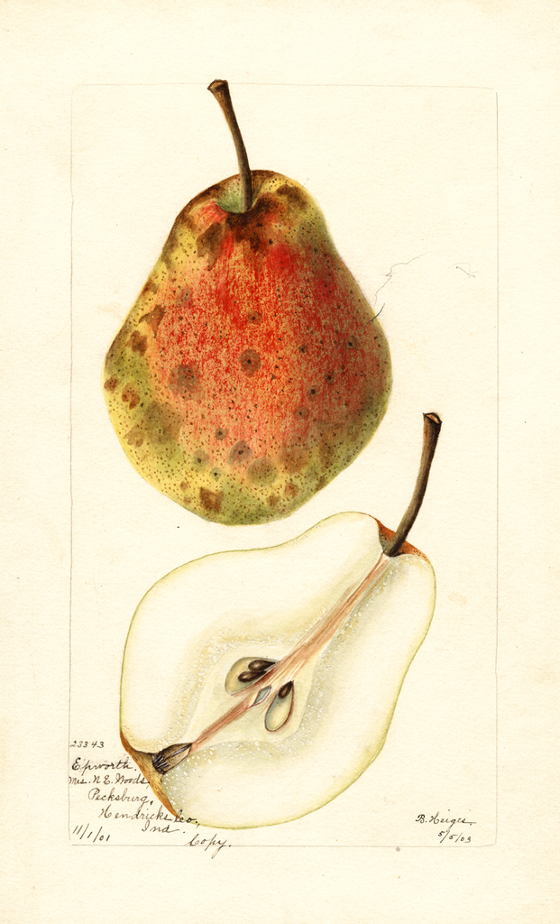 Pears, Epworth (1903)
