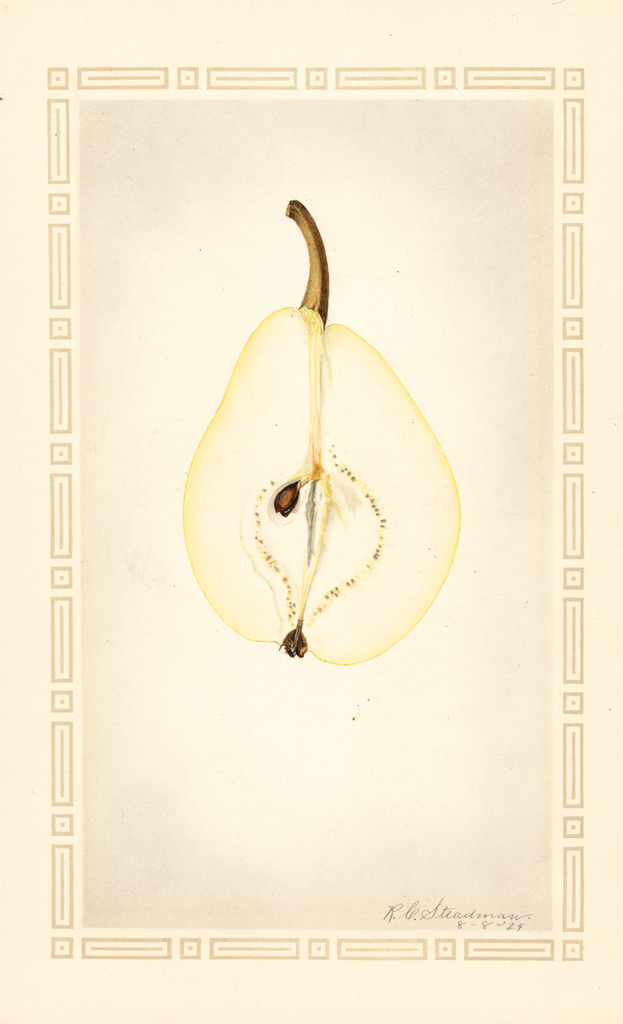 Pears, Favorita (1924)