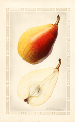 Pears, Favorita (1923)