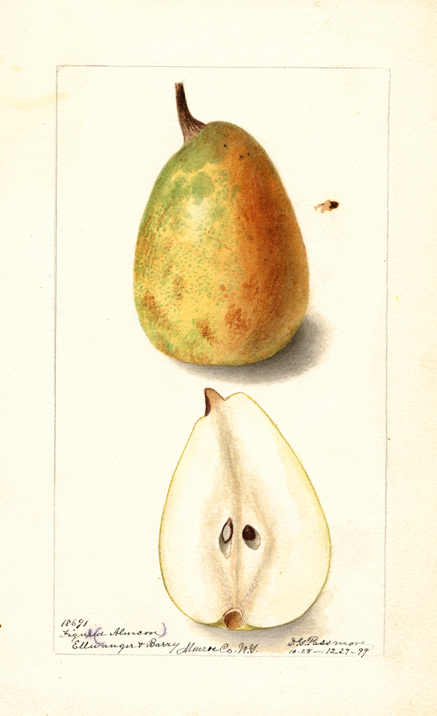 Pears, Figue D'alencon (1899)