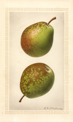 Pears, Flemish Beauty (1922)