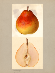 Pears, Flemish Beauty (1935)