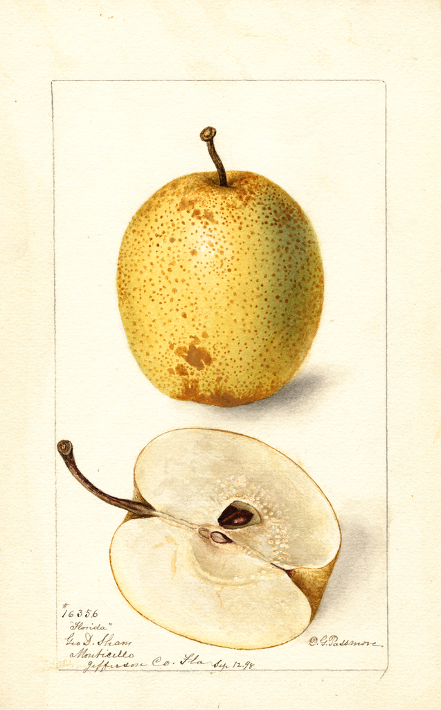 Pears, Florida (1898)