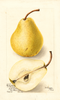 Pears, Florida Bartlett (1904)