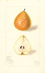 Pears, Forella (1911)