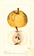Pears, Frederick Clapp (1896)