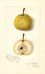 Pears, Frederick Clapp (1913)