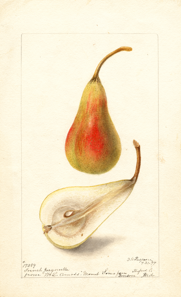 Pears, French Jargonelle (1899)