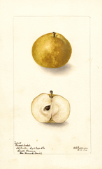 Pears, Gansel Seckel (1900)