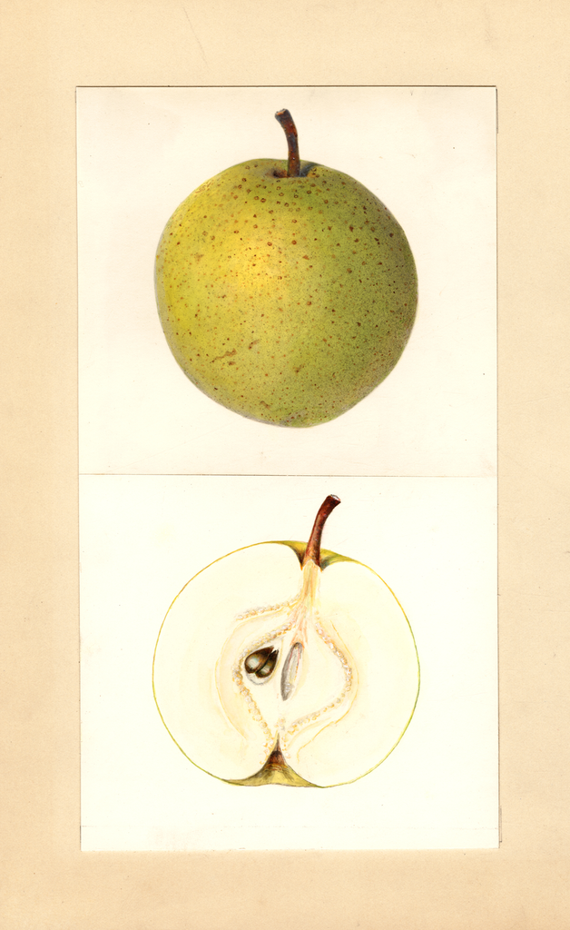 Pears, Garber (1935)