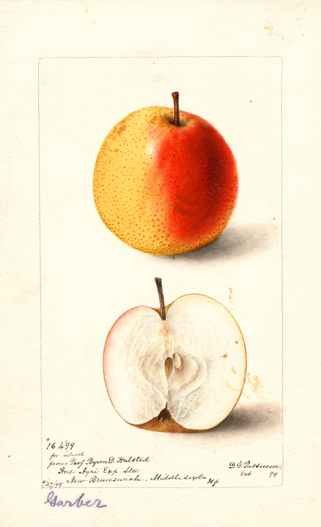 Pears, Garber (1898)