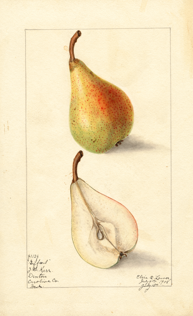 Pears, Giffard (1908)