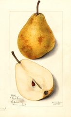 Pears, Glout Morceau (1915)