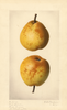Pears, Good Christian (1920)