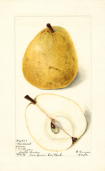 Pears, Groveland (1898)