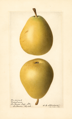 Pears, Groveland (1921)