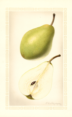 Pears, Hardy (1926)