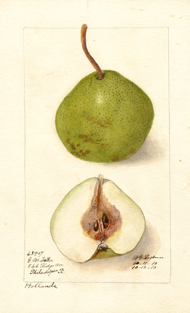 Pears, Holland (1910)
