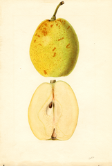 Pears, Hood (1935)