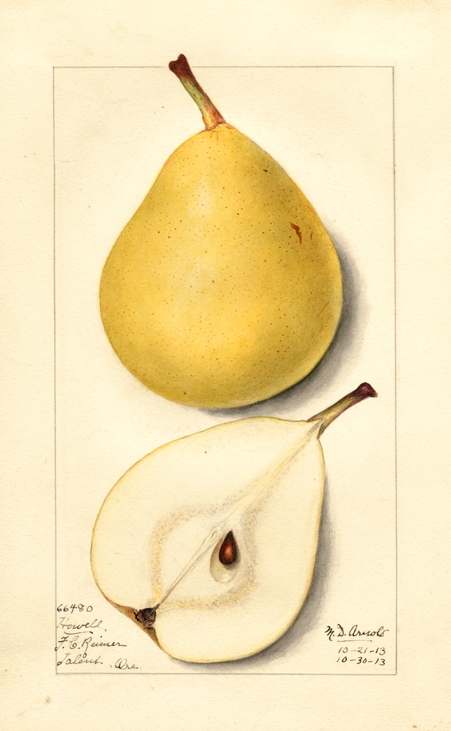 Pears, Howell (1913)