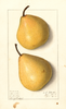 Pears, Howell (1911)