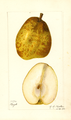 Pears, Heyst (1921)