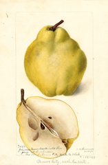 Pears, Johnsons Nameless Winter (1898)