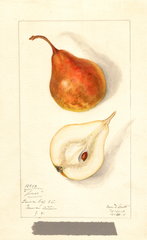 Pears, Jones (1911)