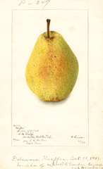 Pears, Kieffer (1902)
