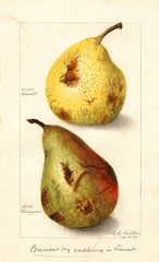 Pears (1909)