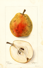 Pears, Kieffer (1901)