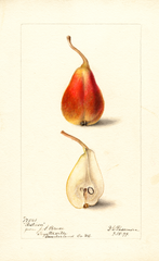 Pears, Rostiezer (1899)